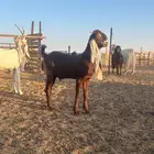 تيس هولندي