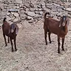 تيوس دهم