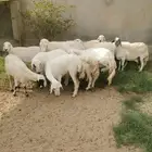 غنم للبيع في الواديين