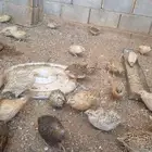 سمان