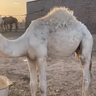قعود علي حليب أمه