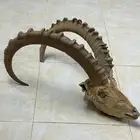 رأس وعل محنط للسوم