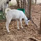 جفرة