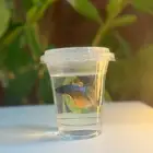 اسماك فايتر