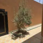 شجر زيتون وسدر للبيع