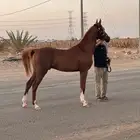 مهر واهو فاخر