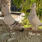 حمام زاجل للبيع