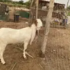 تيس فحل