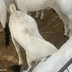 تيوس يمنيه مرباه فتره طويله