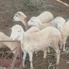رخيل العدد 6 للبيع