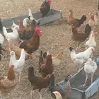 دجاج بلدي