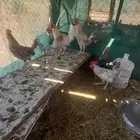 دجاج بلدي نضيف شرط
