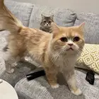 قطة ذكر وانثى للتبني