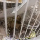 SYRIAN HAMSTER