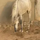 فرس أصيلة بيور مصري