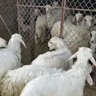خرفان