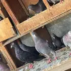 حمام قلابي