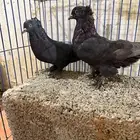 اجواز تركي واناثي