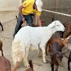 (( فحل )) خروف حري جذع