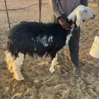 نجديه معها بنتها