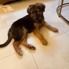 للبيع جرو جيرمن شيبرد بيور أصلي مع كامل اغراضو