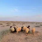 خرفان نعيمي ذبائح