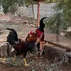 ديك ترثه