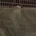 بادجي