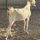 عنز هجين مصري على بيشي معها 2