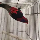 محبين اللوري النوادر لوري