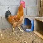 دجاج تركي
