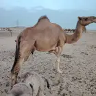 خلفة (رقم 1)