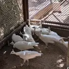 فروخ طاووس أبيض