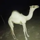 بكره للبيع
