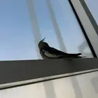 فروخ كروان ( كوكتيل )