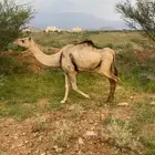 ناقة للبيع