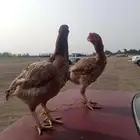للبيع