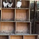 حمام باكستاني