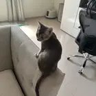 قط للتبني