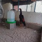 زوج شامو ياباني