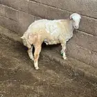 خروف جذع