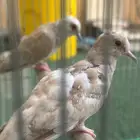 يمام ماسي مسبق اورنج