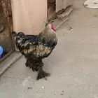 ديك براهما و 3 دجاج براهما