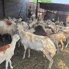 فحل بلدي مشروط