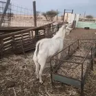 تيس فحل ابيض للبيع