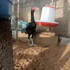 سنديه فااخره ومستواها طيب