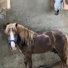 خيل