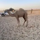 حاشي للبيع