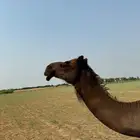 ناقه ساحليه