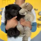 بومرينيان اسود pomeranian
